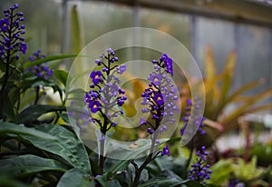 Salvia perennial in the greenhouse ÃÂ¡ÃÂ°ÃÂ»ÃÅÃÂ²ÃÂ¸ÃÂ photo
